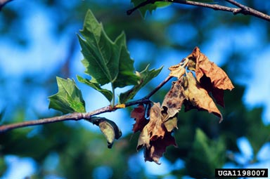 Anthracnose (Sycamore)